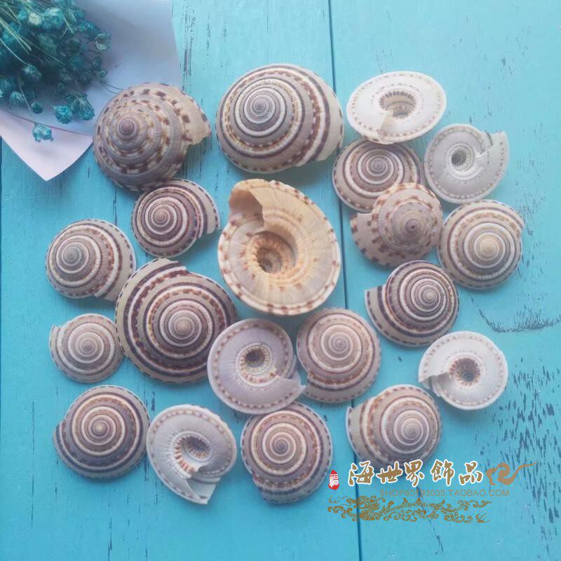 Natural shell conch Straw hat snail wheel snail Fish tank Home floor decoration decoration Wall DIY decoration Craft gift decoration