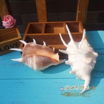 Natural seven-horned snail Spider snail shell conch coral Home decoration collection decoration gift fish tank DIY floor