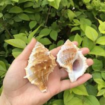 Sea cucumber snail Natural shell conch fish tank landscaping Creative diy wish lucky drift bottle roll shellfish Hermit crab