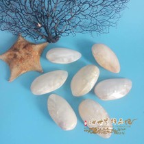 Fluorescent shell scraping plate Pearl shell handle pieces seaside tourist souvenirs Pearl clam natural shell conch large