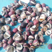 Natural shell conch Erythrocyte conch Fish tank Aquarium landscaping platform Window decoration Mediterranean shooting props small