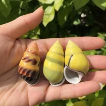Natural shell conch snail snail yellow left-handed conch mop snail hermit crab replacement shell fish tank aquarium small