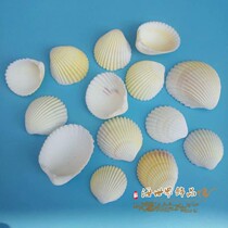 Natural white shell scallop bird tail coconut shell perforated DIY hand-painted painted home decoration fish tank landscaping