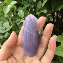 Natural shell conch purple scallop double shell pearl clam specimen snail fish tank aquarium ornaments home crafts