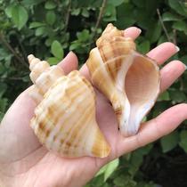 Natural shell conch snail snail specimen snail fish tank aquarium decoration ornaments hermit crab replacement shell home decoration