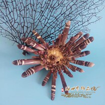 Natural conch shell sea urchin strip pen Sea chrysanthemum ornaments Aquarium landscaping specimens Home decoration crafts collection