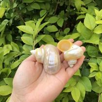 Natural conch shell White night snail Hermit crab roll shell fish special shell fish tank landscaping aquarium decoration ornaments