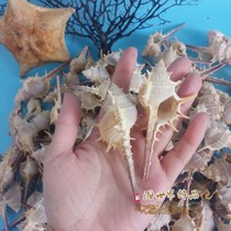 Natural conch shell large thorn snail Witch bone snail Shooting props Floor landscaping Mediterranean style decorative ornaments