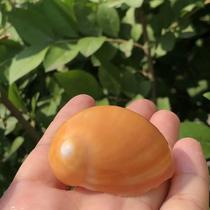 Natural shell conch Topaz snail snail hermit crab replacement shell roll fish shell fish tank aquarium landscape