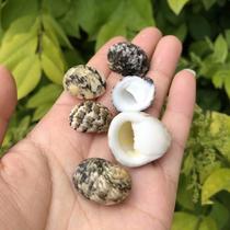 Jade female snail rare collection Aquarium Hermit Crab Natural shell decoration ornaments conch shell snail snail family small specimen