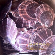 Natural purple shell conch scallop oversized ornaments fish tank decorations Mediterranean wedding floor creative tableware