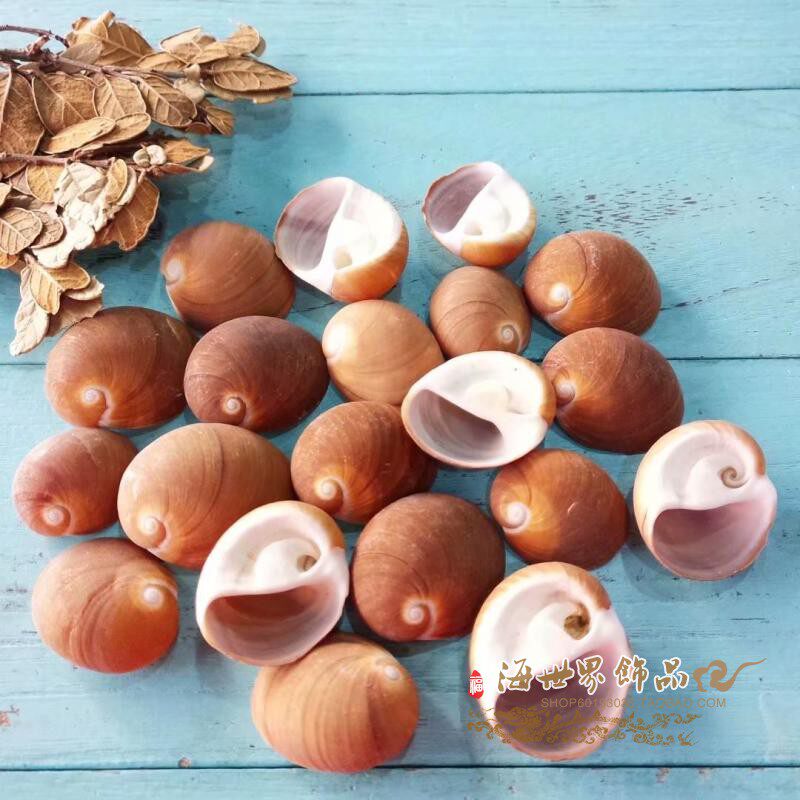 Natural shell conch Snail snail Brown cat's eye snail Floor decoration collection fish tank DIY Hermit crab shell specimen