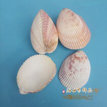 Natural ocean shell Bird tail clam Super sea snail shell Coral sea star ornaments fish tank landscaping specimen collection