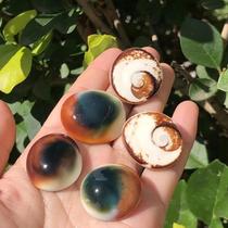 Natural shell conch Sun shell color scallop creative DYI handmade fish tank micro landscape floor wall stickers