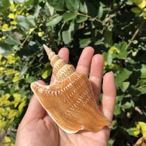 Natural conch shell Golden Axe torch snail fish tank platform decoration specimen collection super large landscape rare large