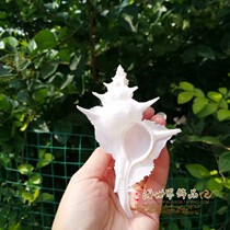 Natural shell conch White conch Rock plantain snail thousand hand snail Fish tank Aquarium landscaping home decoration decoration