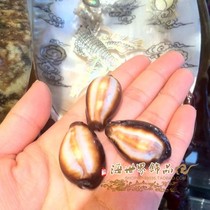 Natural conch shell Agate treasure snail fish tank aquarium decoration landscape platform gift home collection specimen