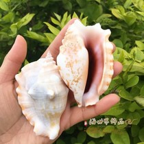 Natural shell conch Rouge snail Phoenix snail aquarium fish tank landscaping decorations Marine style shooting props ornaments