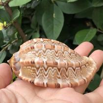 Natural conch shell pipa snail carambola snail hermit crab replacement shell fish tank aquarium landscape crafts ornaments
