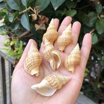 Natural shell conch Tower snail snail peanut snail specimen snail hermit crab replacement shell fish tank aquarium landscape home