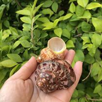 Natural conch shell Cats eye salamander snail Ancient snail Green snail Fish tank Aquarium landscaping roll shellfish Hermit crab shell change