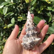 Natural shell conch Tower snail European crab stick snail fish tank aquarium aquarium landscape decoration hermit crab replacement shell