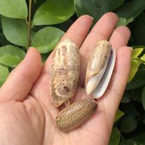 Natural conch shell small fairy snail drift bottle Decorative crafts floor creative micro handmade DIY potted plants