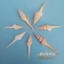 Natural white long spiral snail shell conch starfish coral fish tank floor wall sticker Home decoration collection gift oversized