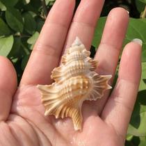 Natural shell conch wing snail specimen snail fish tank aquarium decorative ornaments collection home creative gift crafts