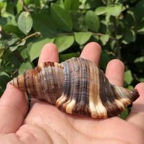 Natural shell black conch specimen snail hermit crab replacement shell fish tank aquarium ornaments home collection