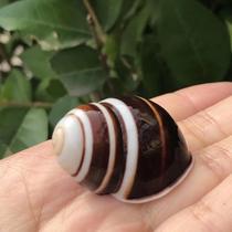Natural shell conch black bread snail snail specimen snail fish tank aquarium aquarium landscape decoration hermit crab replacement shell