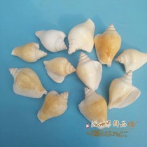 Natural conch shell rich Phoenix snail white mouth snail fish tank landscape window design decoration rare specimen DIY