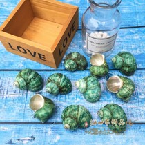 Natural Conch Shell Green Snail roll shellfish nest hermit crab replacement shell fish tank aquarium ornaments landscaping ornaments