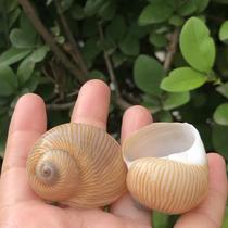 Natural conch shell snail Golden Silk Jade snail rare specimen fish tank aquarium landscape ornaments crafts hermit crab