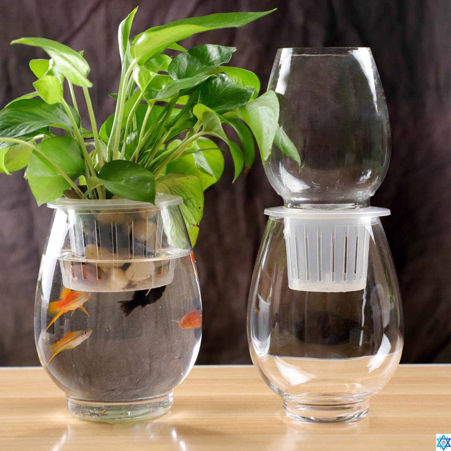 Glass vase hydroponic plant desktop money plant flower pot