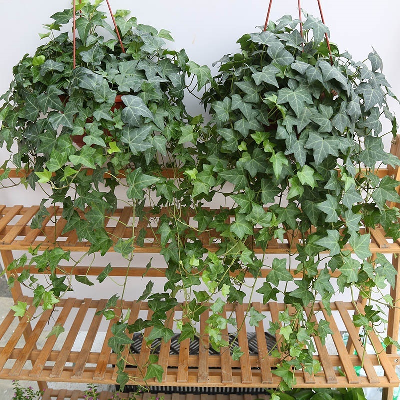 Green plants that do not need sunlight. Indoor hanging orchid ivy absorbs formaldehyde. Hydroponic climbing vines hang ivy green plants