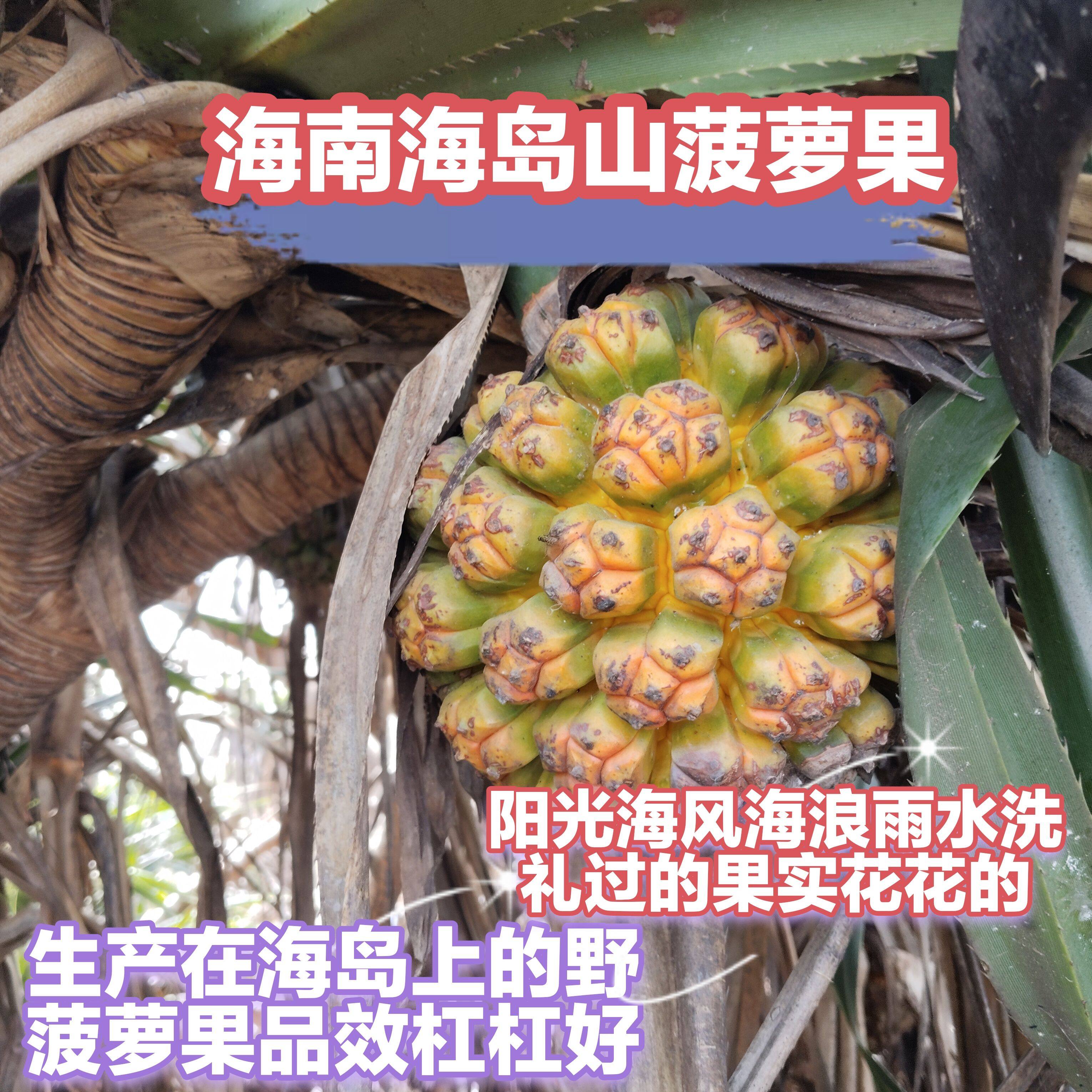 海南现摘新鲜勒古子天然露兜果山菠萝野菠萝清热茶滴血莲花：热带水果盛宴，清凉解暑神器🌿🍹-菠萝-淘宝百科网