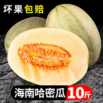 Hainan Hami Melon Fresh Fruit 10 catties of Season reticulated melon Melon Pregnant Woman West State Honeydew Melon 1 whole box 5