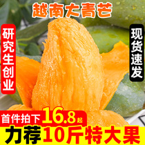 Vietnam big green mang 10kg mango fresh seasonal fruit specialty Jinhuang sweetheart Narcissus big fruit box