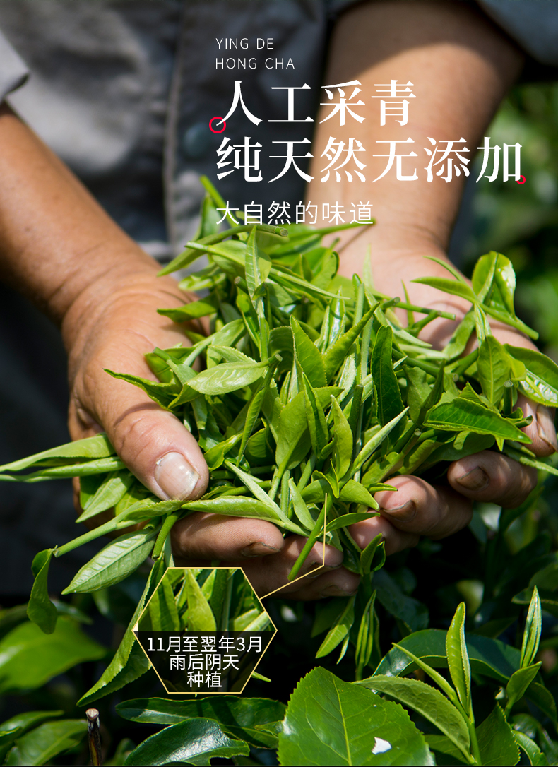 八百秀才 一级浓香型 英德红茶 英红九号 78g 体验装 图5