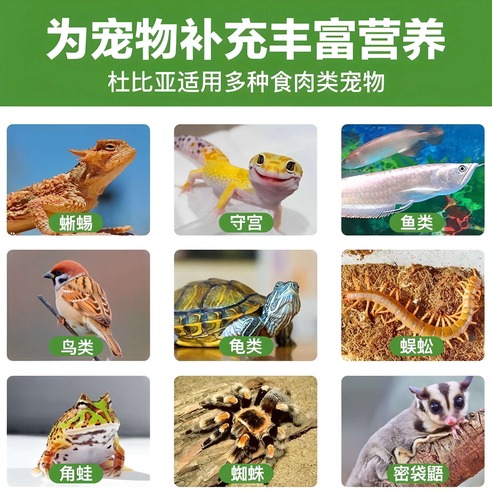 什么样的10合1灌服工具最适合宠物陆龟蜥蜴蛇守宫?-爬虫-淘宝百科网