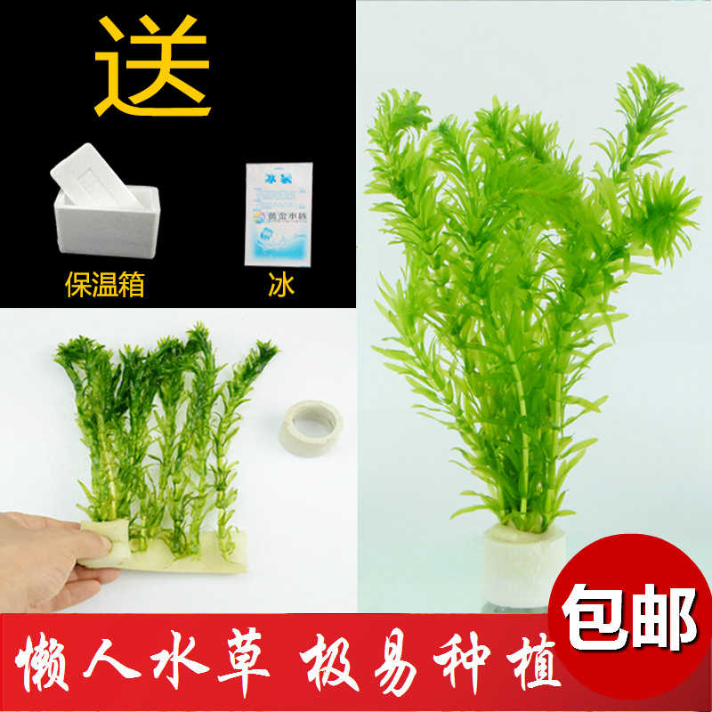 包邮蜈蚣草懒人水草金鱼藻热带鱼缸造景虾缸草缸懒人草易养易活