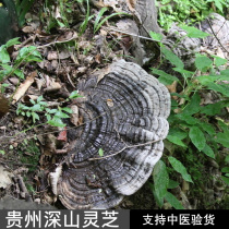 Authentic Guizhou Deep Mountain Ganoderma lucidum Ganoderma lucidum Ganoderma lucidum 250g