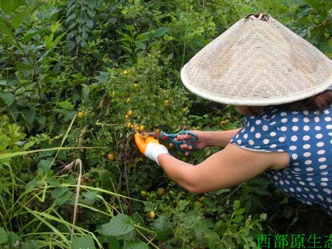 Ci Li Dried Fruit (Rosa roxburghii) — Guizhou Wild-Grown Herbal Tea Fruit, 500g specifications