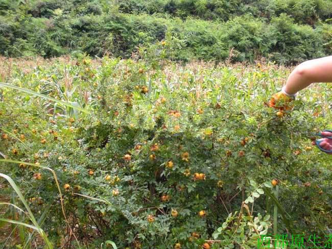 Ci Li Dried Fruit (Rosa roxburghii) — Guizhou Wild-Grown Herbal Tea Fruit, 500g specifications