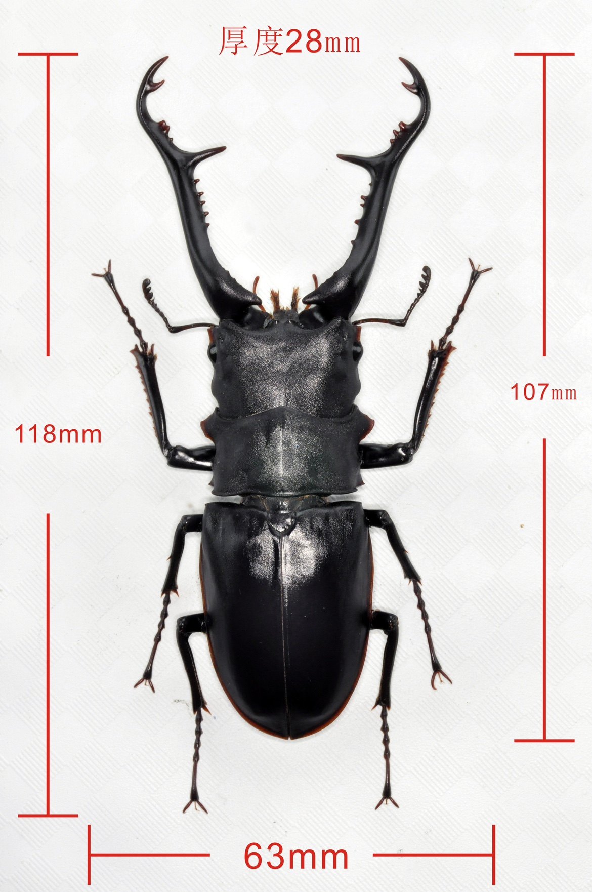 Pin-tailed Whydah – liewwk Nature, image size:1170x1762