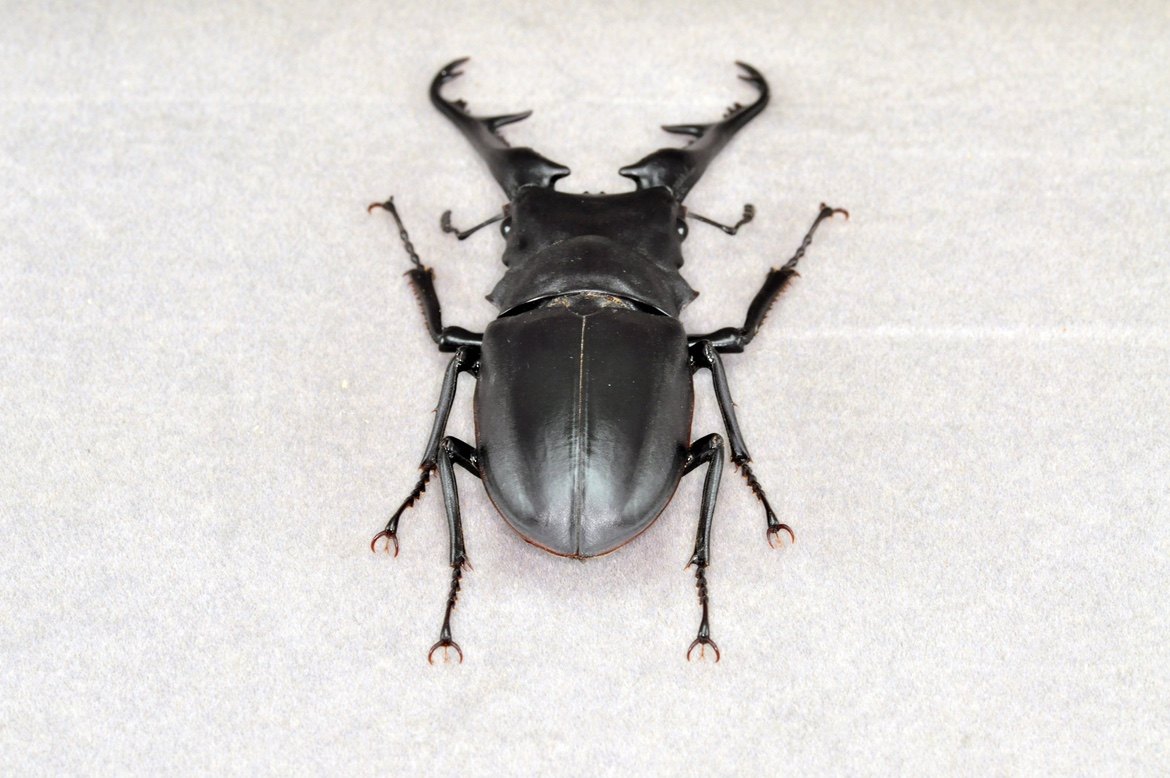 塞伦盖蒂和恩戈罗恩戈罗火山口的3 天史诗之旅- Summer Winter Africa Adventures - Safarigo, image size:1170x778