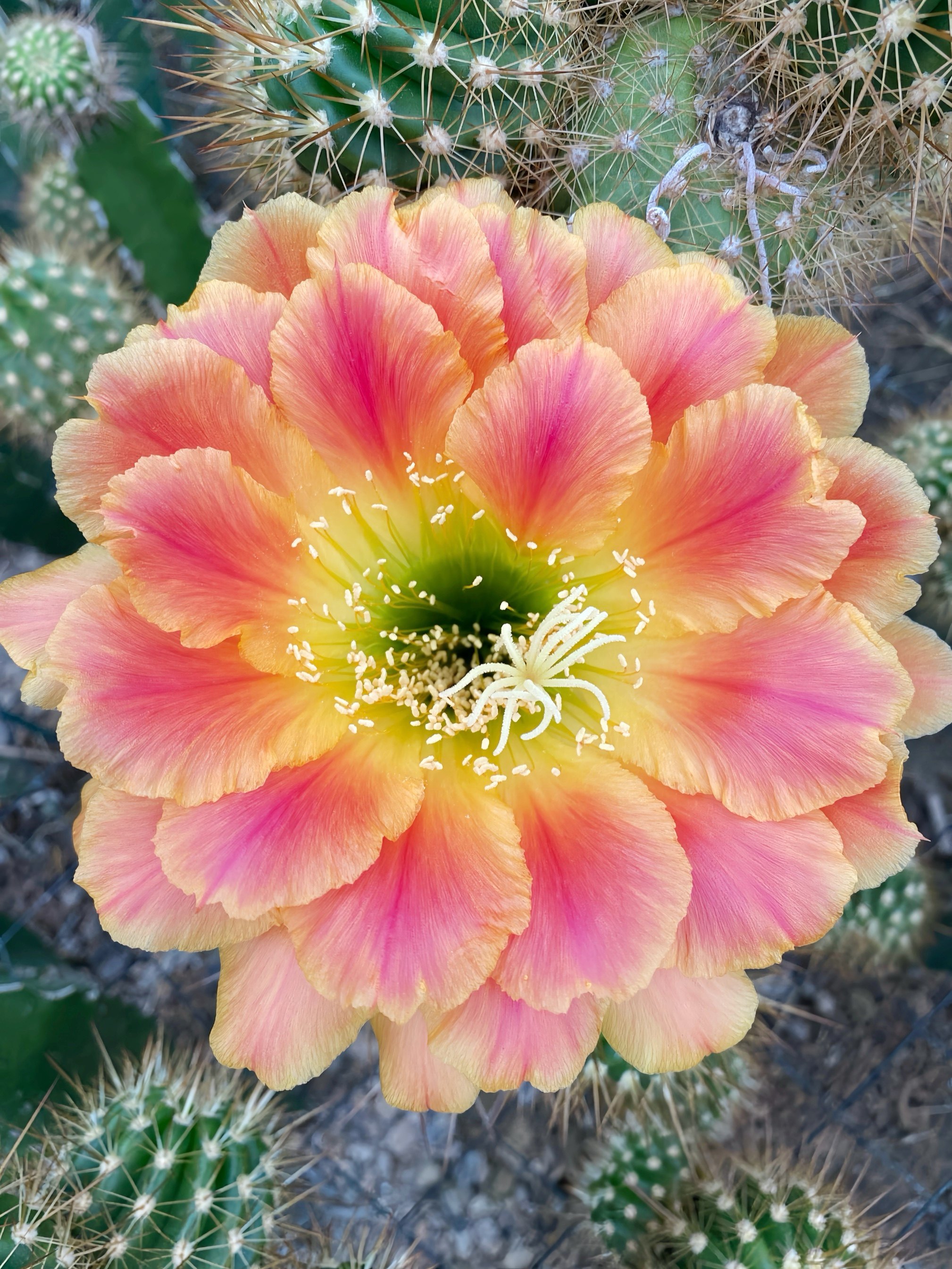 仙云阁美花仙人球