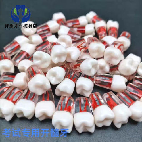 牙科考试用开髓牙粒 带髓腔根管 离体牙模型树脂牙备牙车针