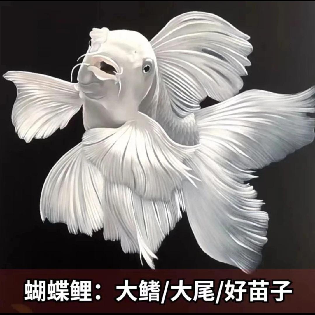 探寻黄海深处的秘密:野生冷水鱼的称重盛宴